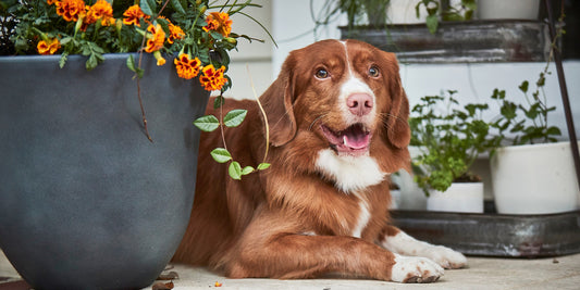 Brown and white dog resting next to orange flowers