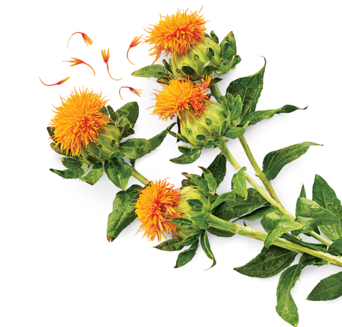 Safflowers