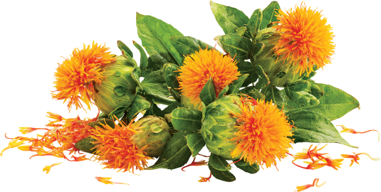 Safflowers