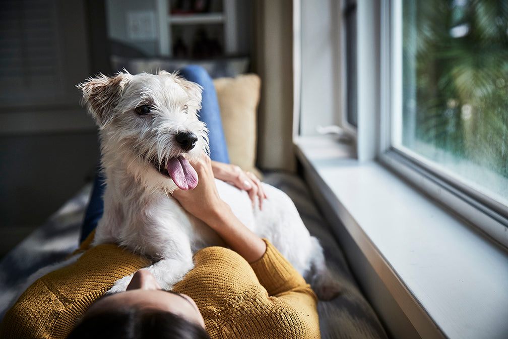 white dog