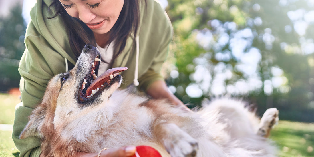 Woman and dog playing in the park