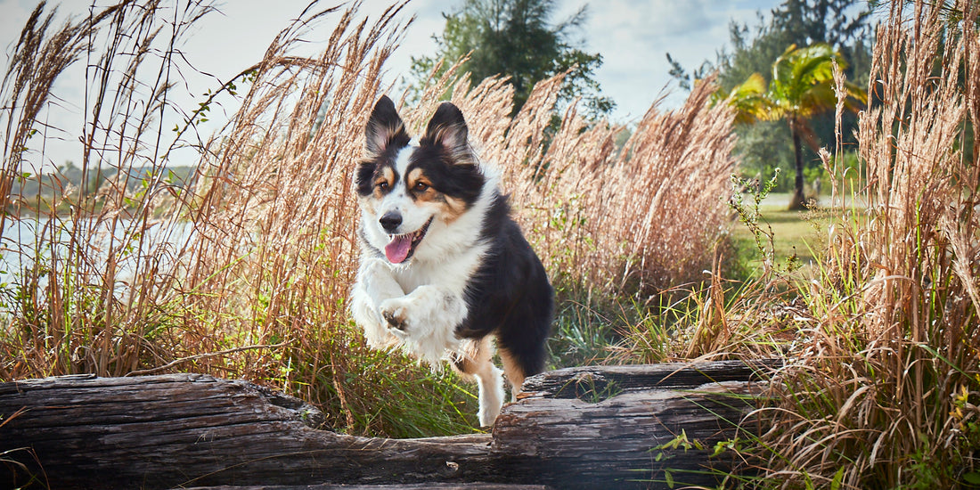 Dog leaping over log in field