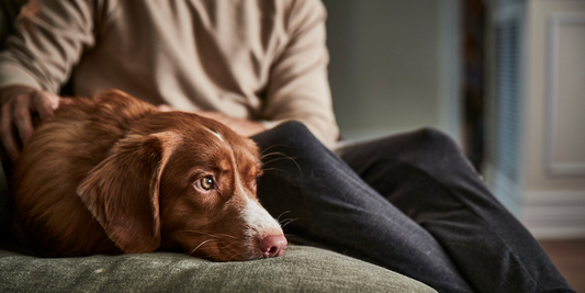 A man and a dog relaxing on the couch