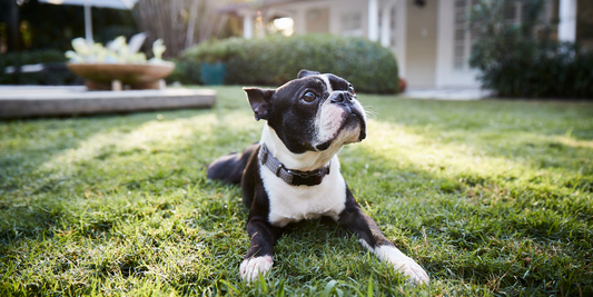 A dog playing outside in the summer.