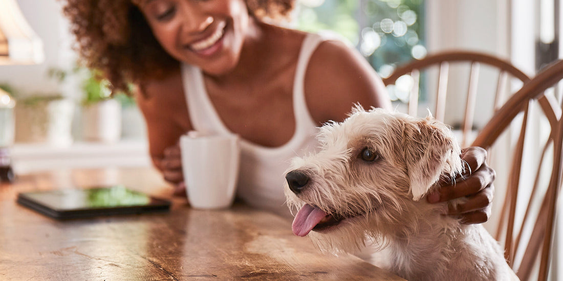 White dog sitting at a wooden table with a person