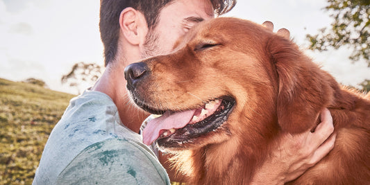 Brownish red dog being pet by a person