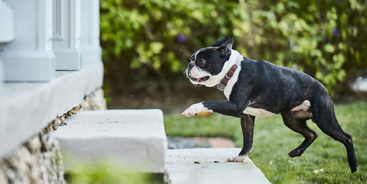 Black and white dog running up the steps