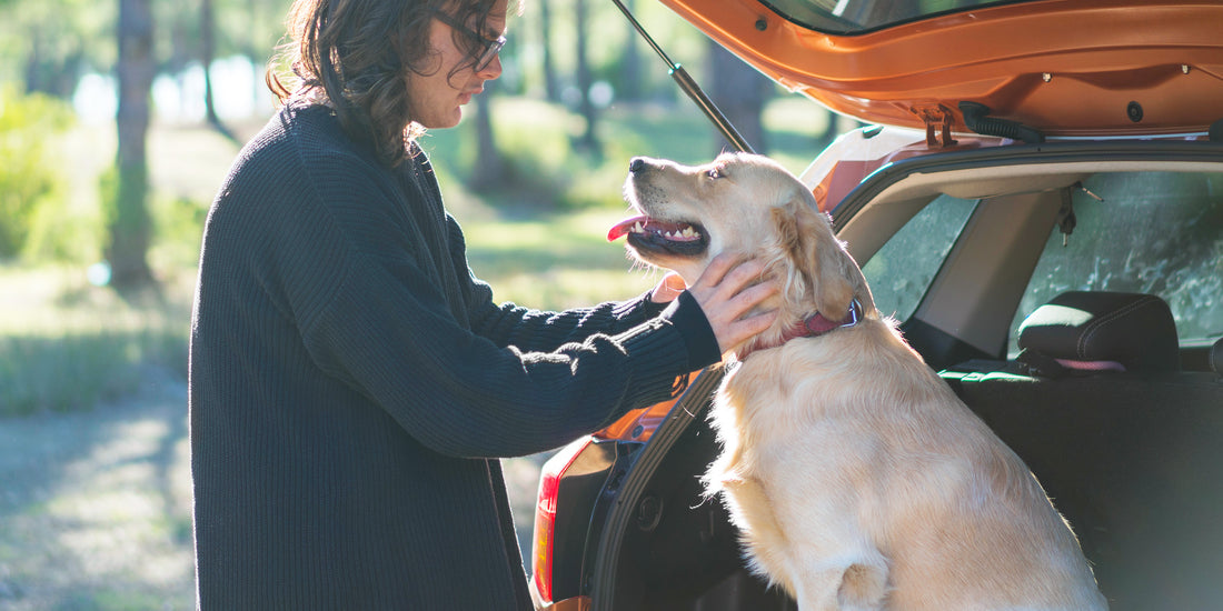 Dog and person on a road trip