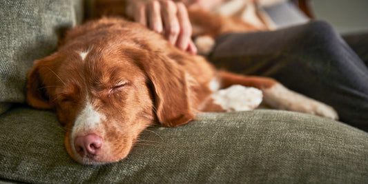 Relaxed dog sleeping on the couch