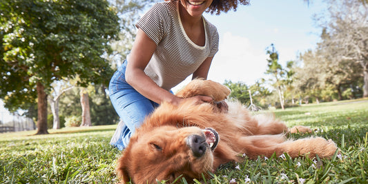 Woman petting dog's stomach