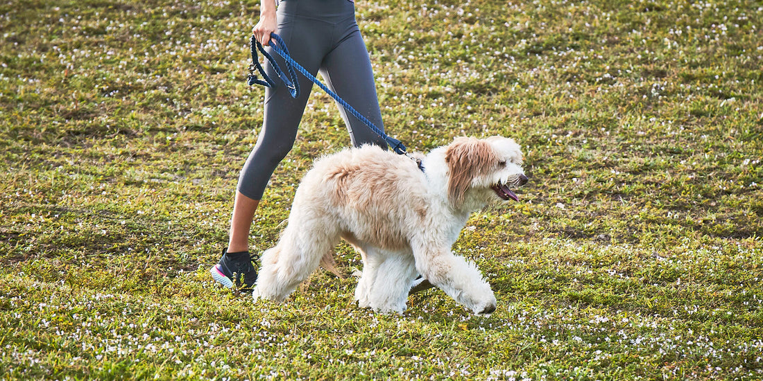 Dog walking in a field on a leash