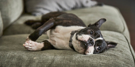 A relaxed dog lounging on a couch.