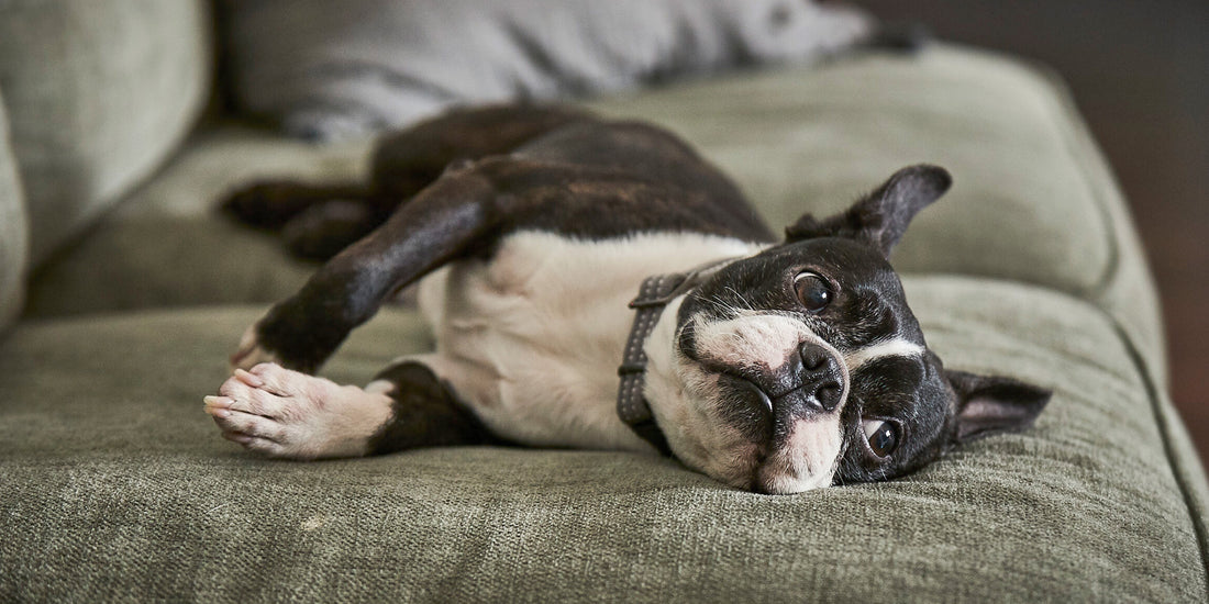 A relaxed dog lounging on a couch.