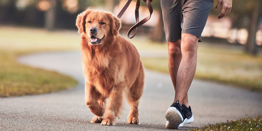 Man walking dog on path