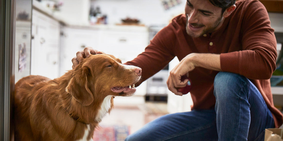 A man pets a dog in the kitchen