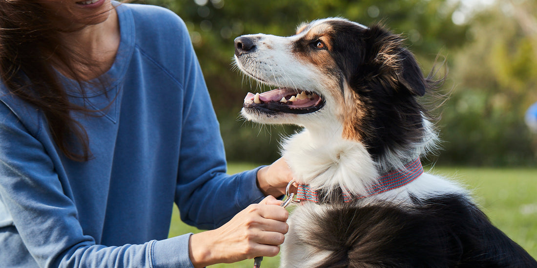 Woman in a park putting a leash on a dog