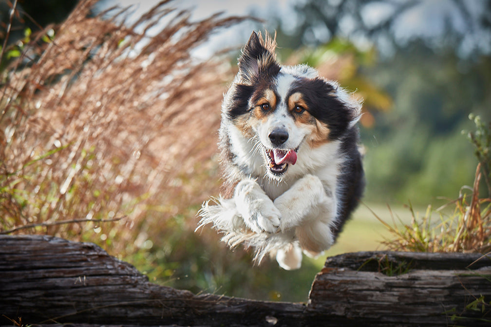Dog jumping over a log outdoors