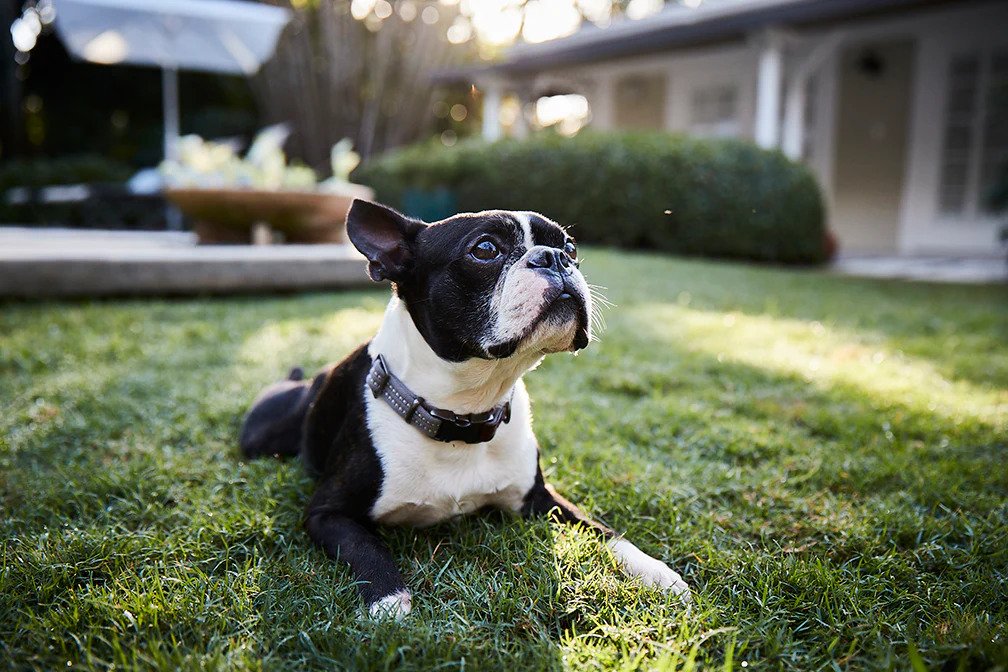 French bulldog relaxing in grass