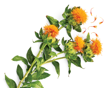 Safflower