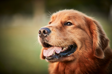 golden retriever