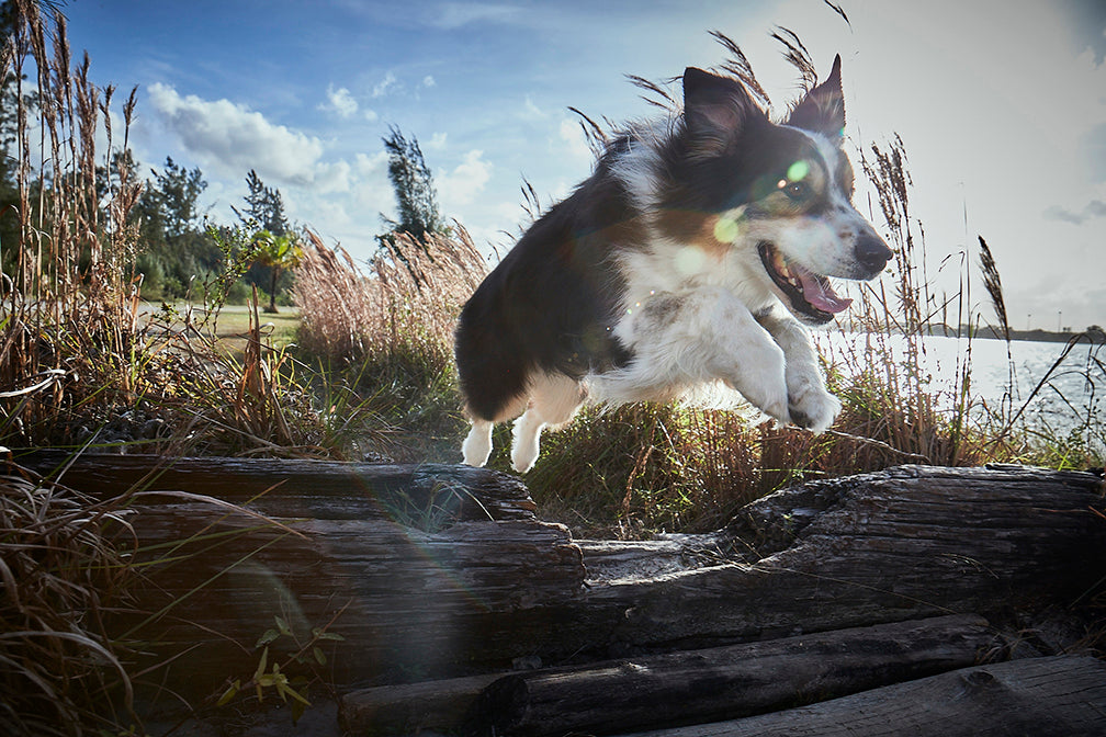 Dog jumping over a log