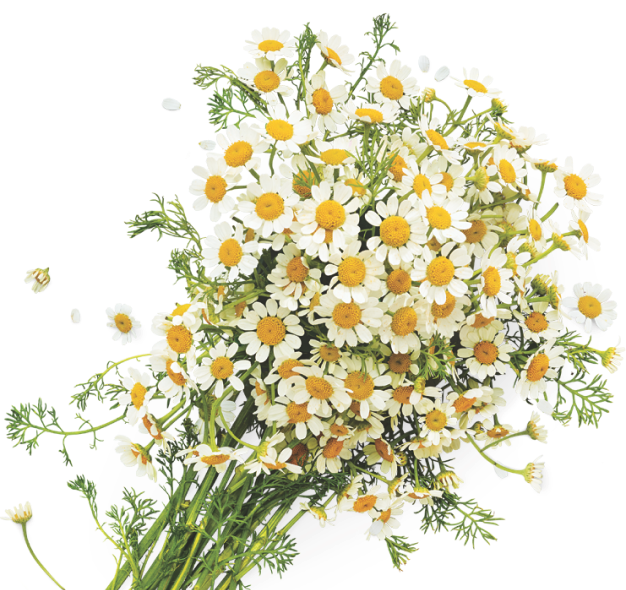 Chamomile flowers