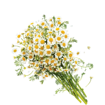 Bouquet of Chamomile flowers
