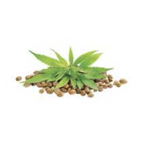 Hemp seed and leaves