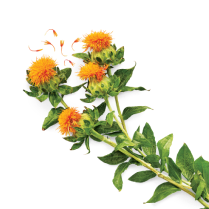 Safflower