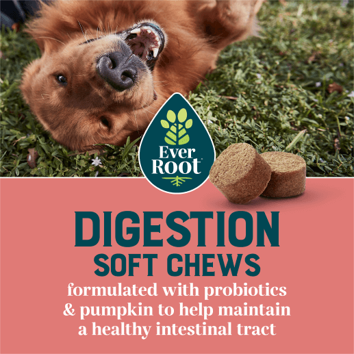 EverRoot Digestion Soft Chews formulated with probiotics and pumpkin to help maintain a healthy intestinal tract