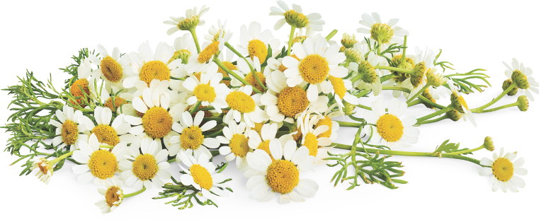 Chamomile flowers