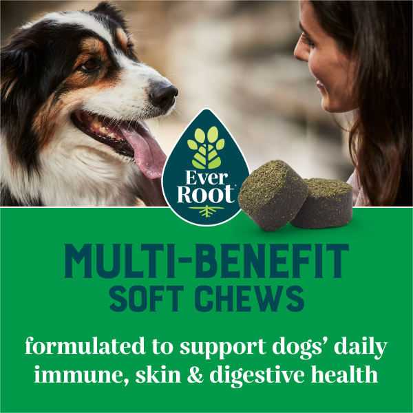 Multi-Benefit Soft Chews | Formulated to support your dog's daily immune, skin, and digestive health.