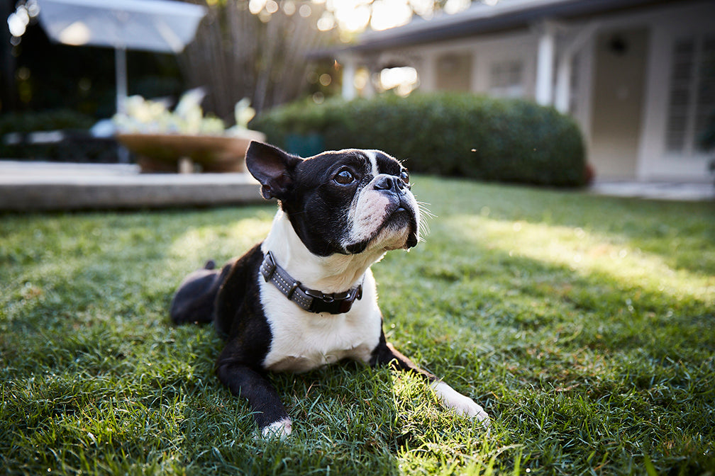french bulldog on lawn