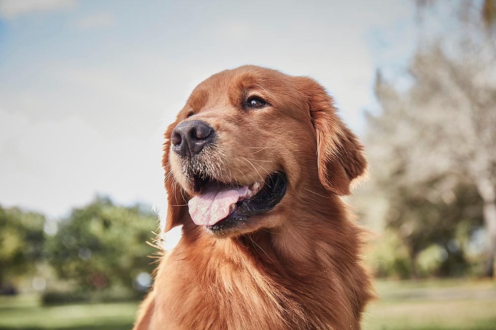 golden retriever